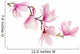 Pink spring magnolia flowers branch 