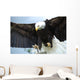 Bald Head Eagle Wall Mural