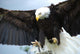 Bald Head Eagle Wall Mural
