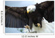 Bald Head Eagle Wall Mural