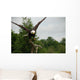 American Bald Head Eagle Wall Mural