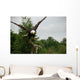 American Bald Head Eagle Wall Mural