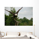 American Bald Head Eagle Wall Mural