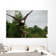 American Bald Head Eagle Wall Mural