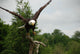American Bald Head Eagle Wall Mural