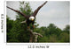 American Bald Head Eagle Wall Mural