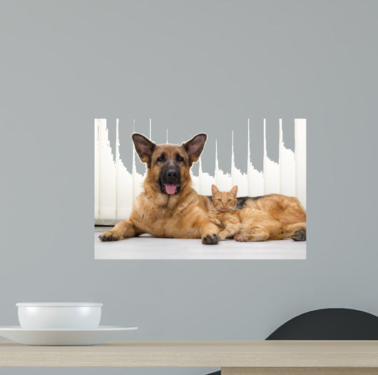 German Shepherd Dog and cat together cat and dog together lying 
