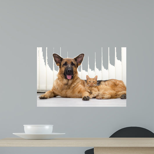 German Shepherd Dog and cat together cat and dog together lying 