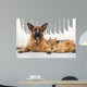 German Shepherd Dog and cat together cat and dog together lying 