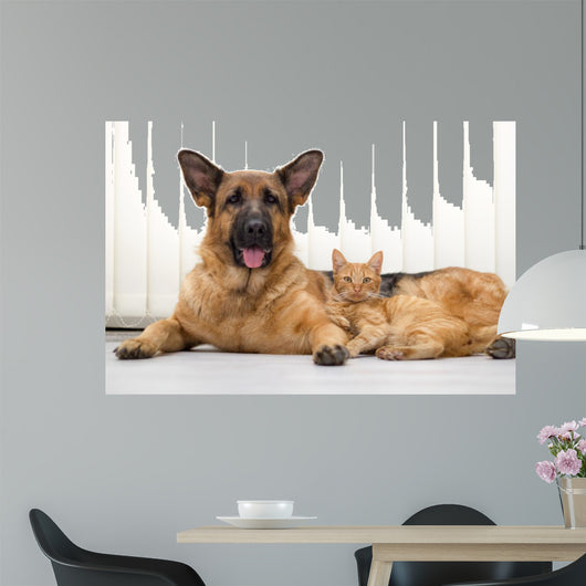 German Shepherd Dog and cat together cat and dog together lying 
