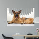 German Shepherd Dog and cat together cat and dog together lying 