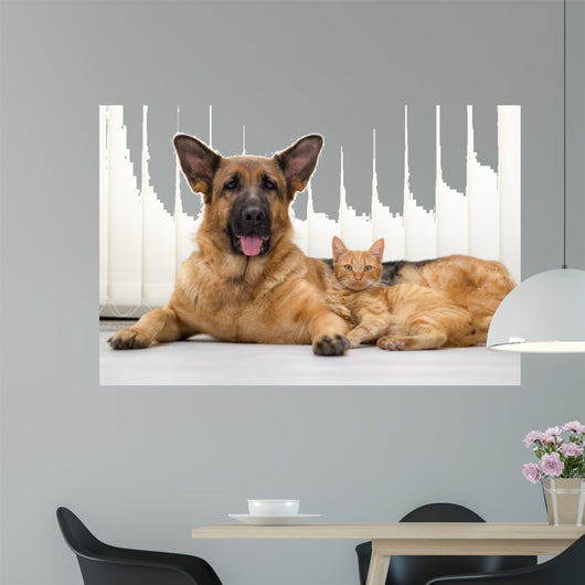 German Shepherd Dog and cat together cat and dog together lying 