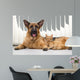 German Shepherd Dog and cat together cat and dog together lying 