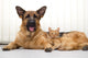 German Shepherd Dog and cat together cat and dog together lying 