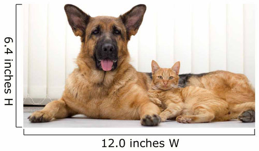 German Shepherd Dog and cat together cat and dog together lying 