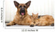 German Shepherd Dog and cat together cat and dog together lying 
