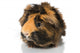 Guinea Pigs Wall Decal