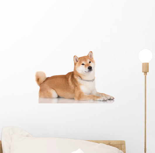 shiba inu dog 