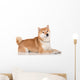 shiba inu dog 
