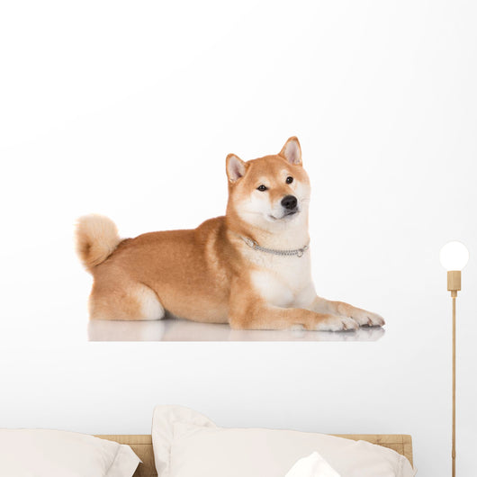 shiba inu dog 