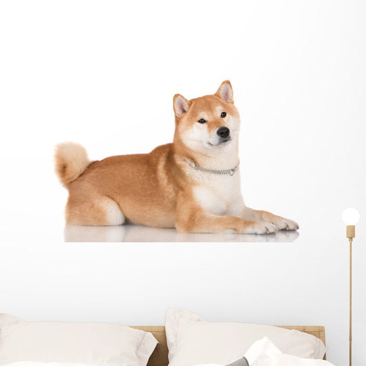 shiba inu dog 