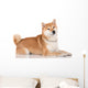 shiba inu dog 