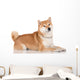 shiba inu dog 