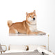 shiba inu dog 