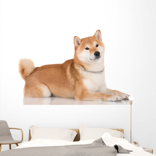 shiba inu dog 
