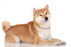 shiba inu dog 