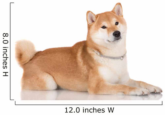 shiba inu dog 