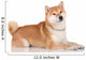 shiba inu dog 