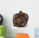 Guinea Pigs Wall Decal