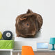 Guinea Pigs Wall Decal