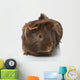 Guinea Pigs Wall Decal
