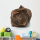 Guinea Pigs Wall Decal