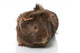 Guinea Pigs Wall Decal