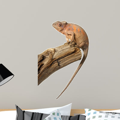 Female Chameleon shown on a wall