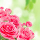 Natural pink roses background Wall Mural