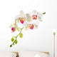 white with red   phalaenopsis with is isolated on white backgrou 