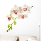 white with red   phalaenopsis with is isolated on white backgrou 