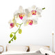 white with red   phalaenopsis with is isolated on white backgrou 