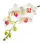 white with red   phalaenopsis with is isolated on white backgrou 