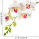 white with red   phalaenopsis with is isolated on white backgrou 
