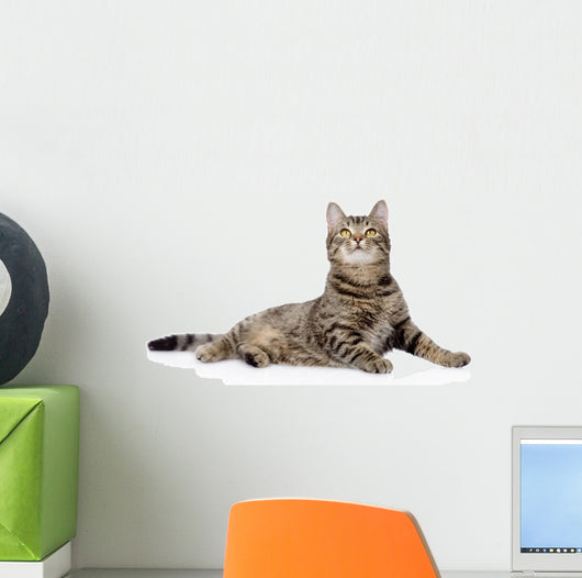 Gray Tabby Cat Looking up 