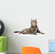 Gray Tabby Cat Looking up 