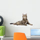 Gray Tabby Cat Looking up 
