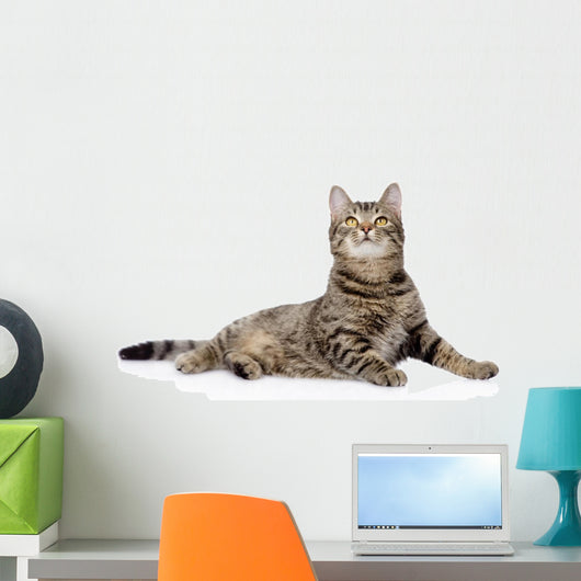 Gray Tabby Cat Looking up 
