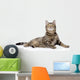 Gray Tabby Cat Looking up 