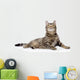 Gray Tabby Cat Looking up 